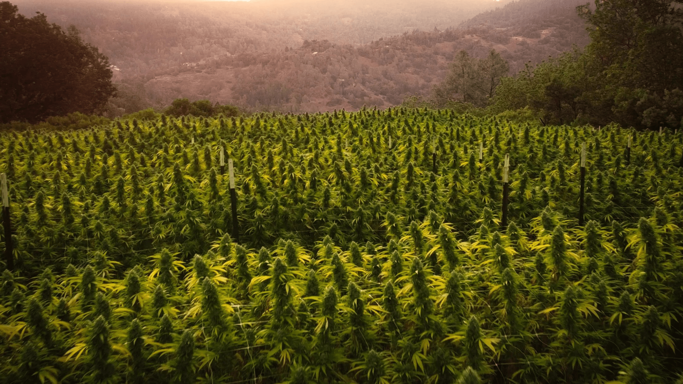 Mendocino Family Farm — Brand Highlight — Nabis